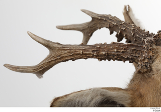 European roe deer antler head 0004.jpg